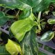 PHILODENDRON 4
