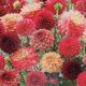 DAHLIA INDIAN SUMMER MIX