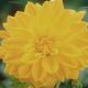 DAHLIA GOLDEN YELLOW