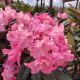 RHODODENDRON DANDY MAN COLOR WHEEL #2