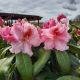 RHODODENDRON HOLDEN'S PINK FLARE #3
