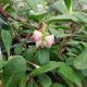 ARCTOSTAPHYLOS MASSACHUSETTS #1