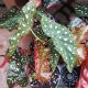 BEGONIA 4