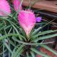 TILLANDSIA 4