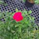ROSA CHERRY FROST #2
