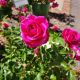 ROSA JAMES L. AUSTIN DA #5