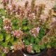 AGASTACHE HONEYSTICKS PURPLE #1.5