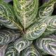 AGLAONEMA 10