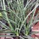 SNAKE PLANT 14
