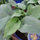 HOSTA BLUEBERRY MUFFIN #2