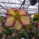 HELLEBORUS ICE N ROSES PURPLE SUNRISE #1