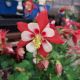 AQUILEGIA KIRIGAMI RED WHITE QT