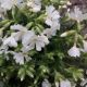 PHLOX  S. GOLDIPHLOX WHITE QT