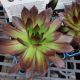 SEMPERVIVUM  BLACK QT