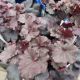 HEUCHERA OBSIDIAN #1
