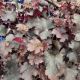 HEUCHERA PURPLE PETTICOATS  #1