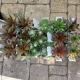 SEMPERVIVUM MEDLEY MIX 3.5