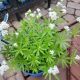 GALIUM ODERATUM PT