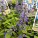 AJUGA BEST BUDDIES TOFFEE #1