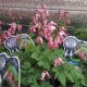 DICENTRA EXIMA #1