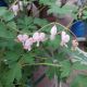 DICENTRA CUPID #2