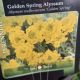 ALYSSUM GOLDEN SPRING QT