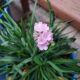 ARMERIA D. SWEET DREAMS QT