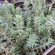 SEDUM BLUE SPRUCE QT