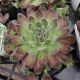 SEMPERVIVUM CHICK CHARM POWDERED PASTRY QT