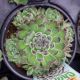 SEMPERVIVUM CHICK CHARM SUGAR SHIMMER QT
