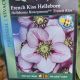HELLEBORUS FRENCH KISS #1