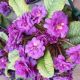 PRIMULA  BOUQUET PERFECT VIOLLETA#1