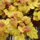 HEUCHERA CHAMPAGNE #1
