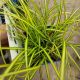GRASS CAREX EVERSHEEN QT