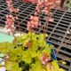 HEUCHERA TIMELESS GLOW QT