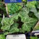 HEDERA HELIX BALTICA 3.5