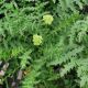FILIPENDULA FLORE PLENO #1