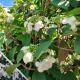 VIBURNUM STEADY EDDY #5