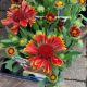 GAILLARDIA S YELLOW TOUCH QT