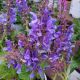 SALVIA BIG SKY #2