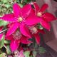 CLEMATIS ELPIS #2