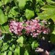 LILAC BLOOMERANG BALLET #3