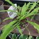 HOSTA PARTY STREAMERS QT