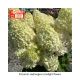 HYDRANGEA LIMELIGHT #25