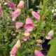 DIGITALIS PINK PANTHER #1