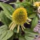 ECHINACEA SUPREME LIME #1
