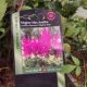 ASTILBE MIGHTY MAX #2