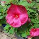 HIBISCUS MOS. LUNA ROSE #2