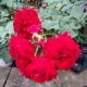 ROSA LADY IN RED CL #3