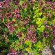 ORIGANUM DROPS OF JUPITER #1.5